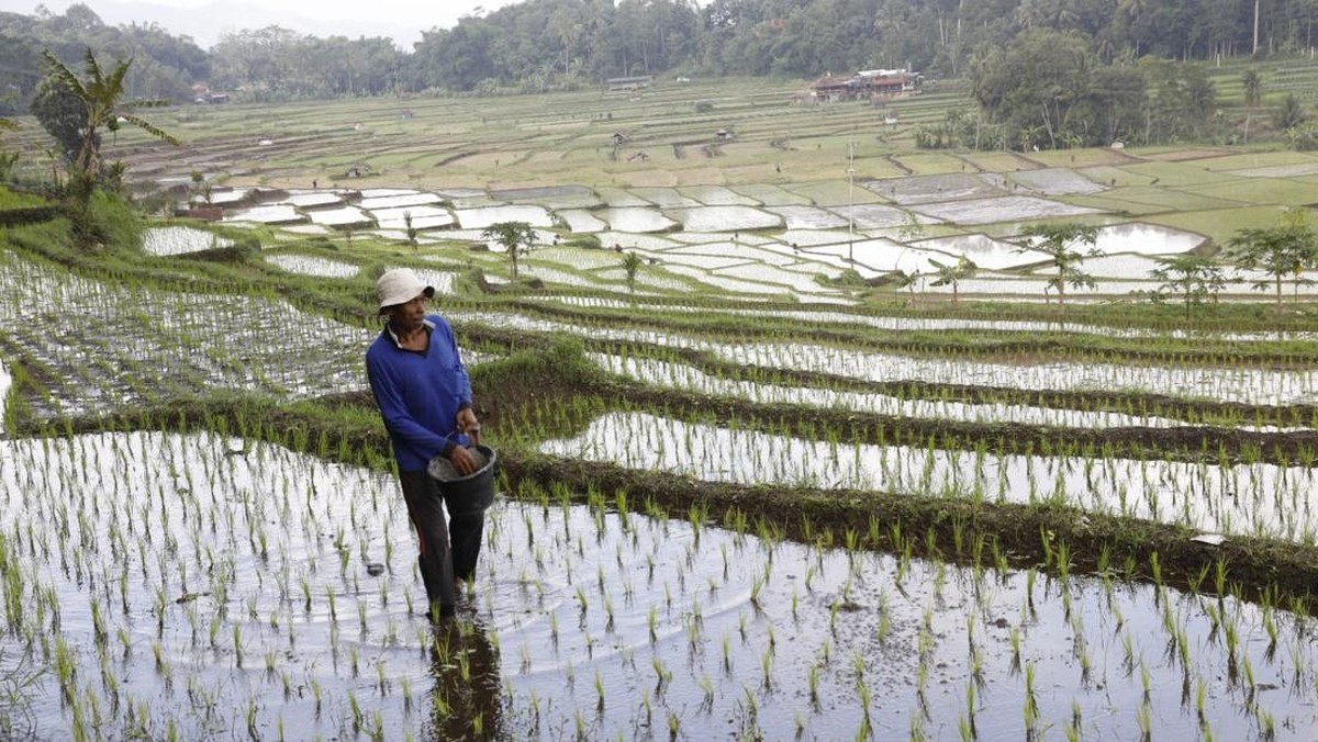 Jejak Kemegahan Abad Pertengahan Terkuak: Kisah Penemuan Harta Karun Emas 16 Kg di Sawah Klaten