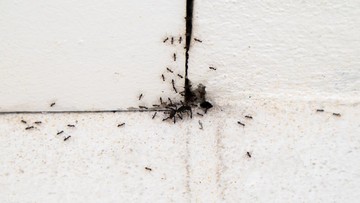 Akhiri Teror Semut di Rumah: Trik Ampuh Usir Pengganggu dengan Bahan Dapur