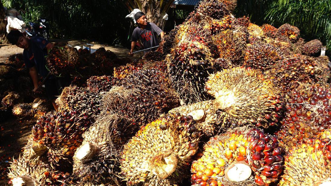 Ketahanan Ekspor CPO Indonesia di Tengah Gejolak Global: Strategi Adaptasi dan Prospek Jangka Panjang