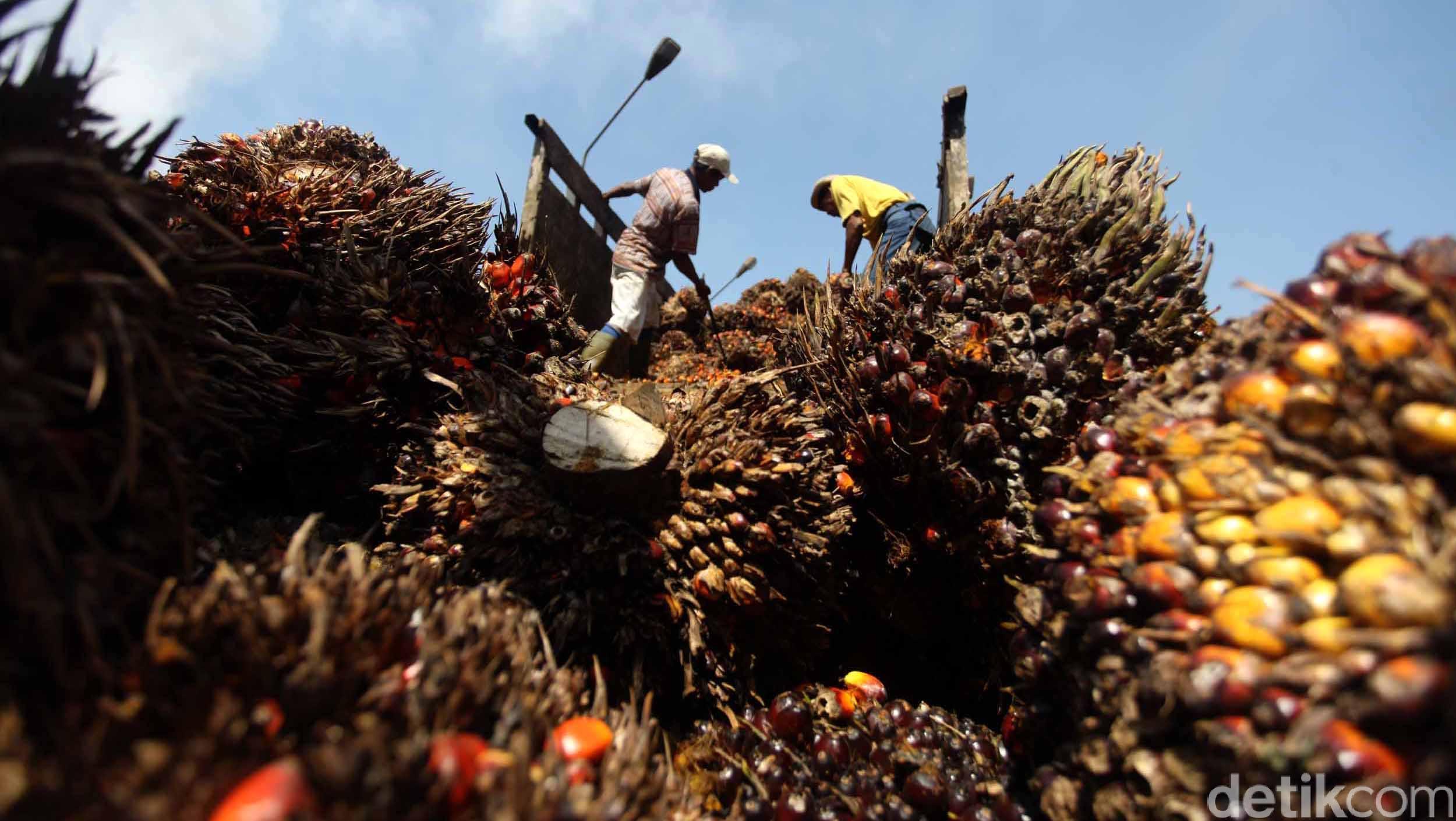 Gejolak Timur Tengah Mengancam Ekspor Sawit Indonesia: Kenaikan Biaya Logistik dan Potensi Penurunan Permintaan
