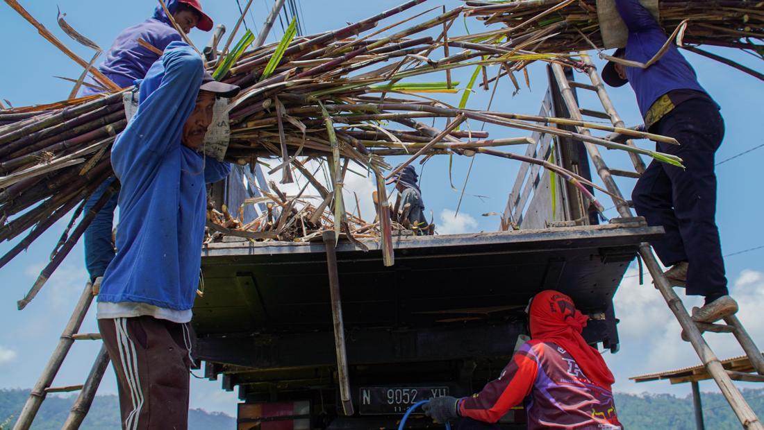 Mewujudkan Swasembada Gula Nasional: Pemerintah Genjot Produksi Tebu Melalui Program Bantuan Benih Unggul