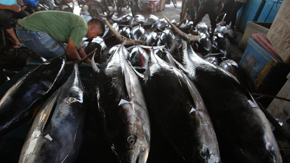 Ketersediaan Ikan Terjamin Selama Ramadan: KKP Optimis Meski Ada Penurunan Musiman