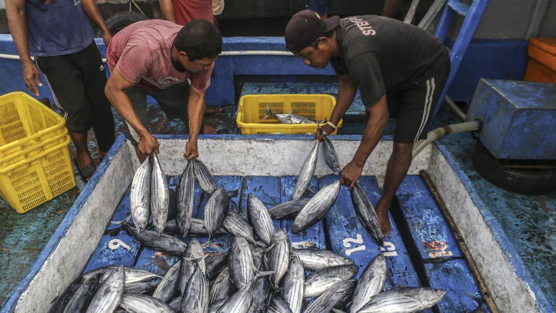 Stok Ikan Aman, KKP Bantah Program Makan Bergizi Gratis Picu Kenaikan Harga